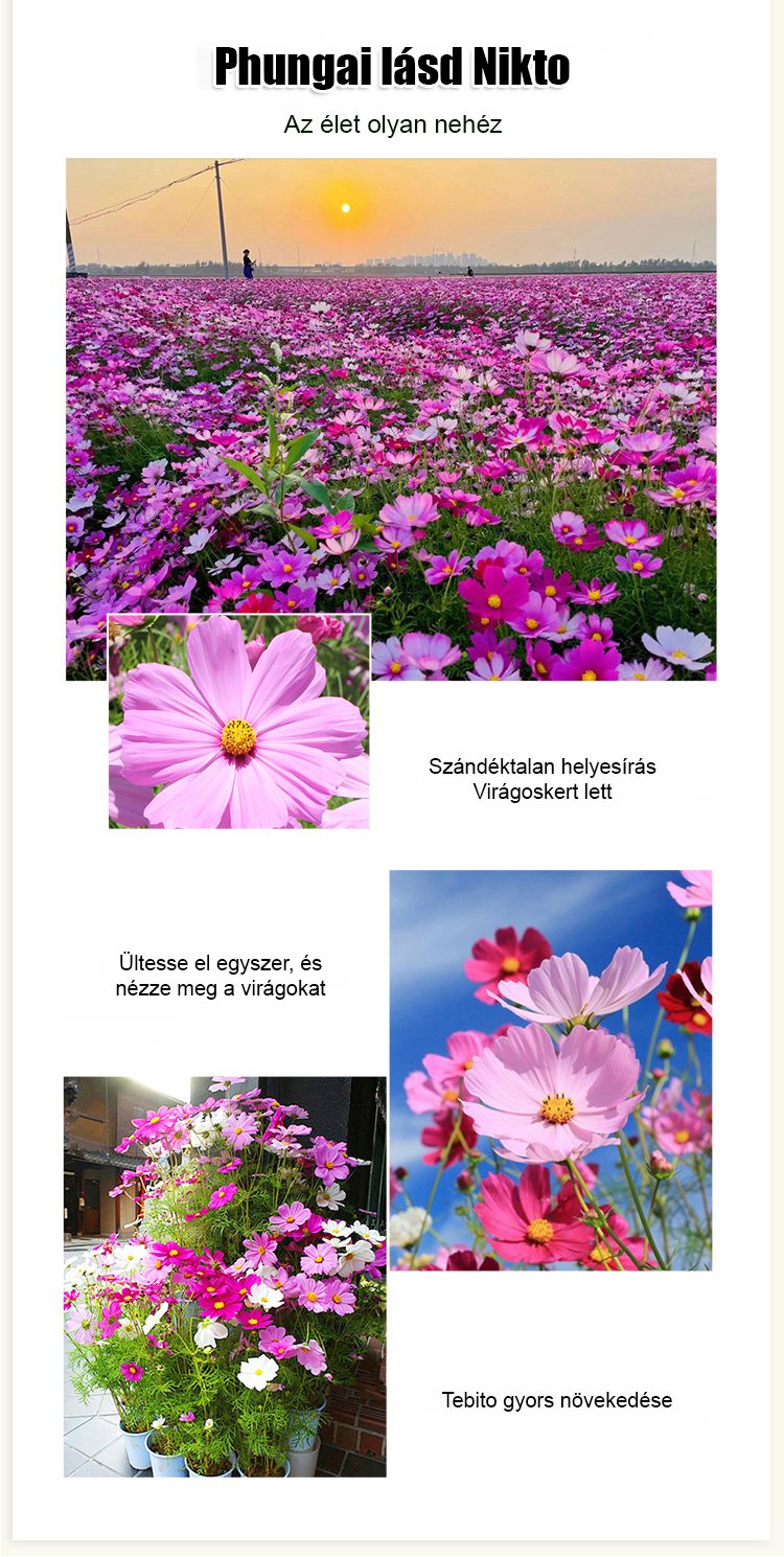 【Négyszezonos virágzás】Virágmező magkeverék