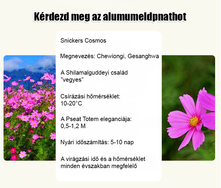【Négyszezonos virágzás】Virágmező magkeverék