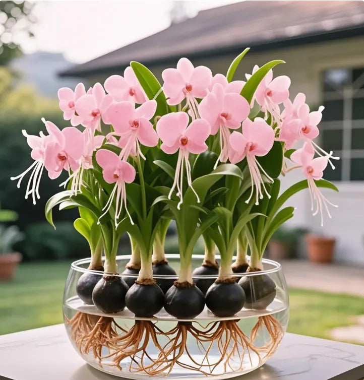 Phalaenopsis lámpás virághagymák