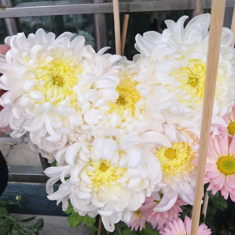 🌺Az elegancia virága🌼Óriás krizantém magok