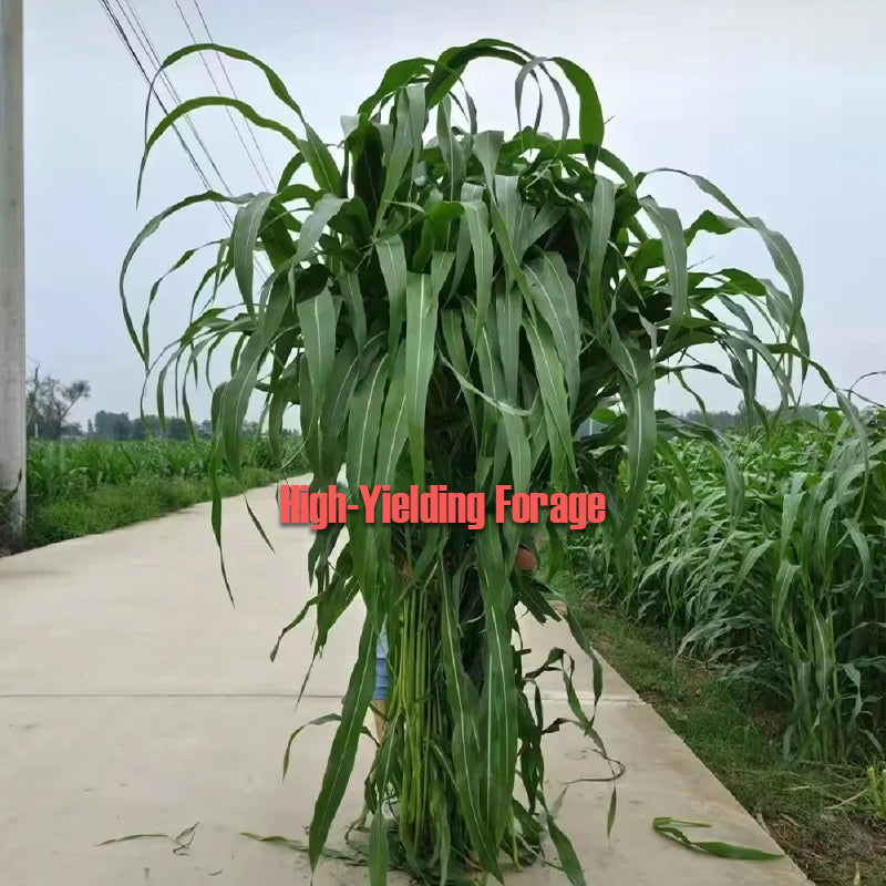 🌿Cirok-szudáni fű hibrid fajta ✅Magas hozamú takarmánymag