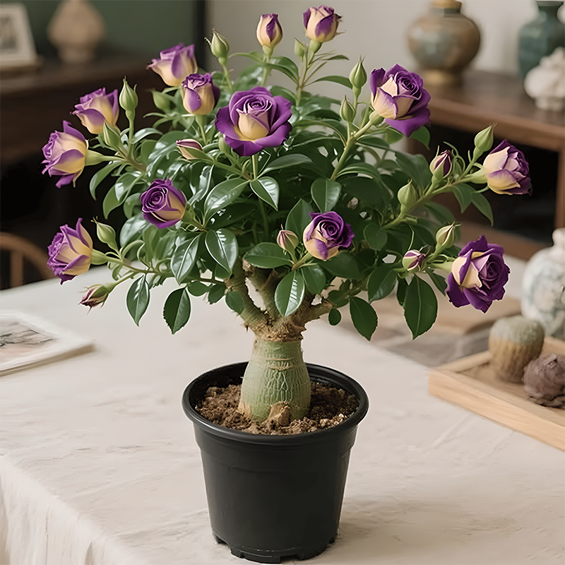 🌵🌺Sivatagi rózsák hagymái