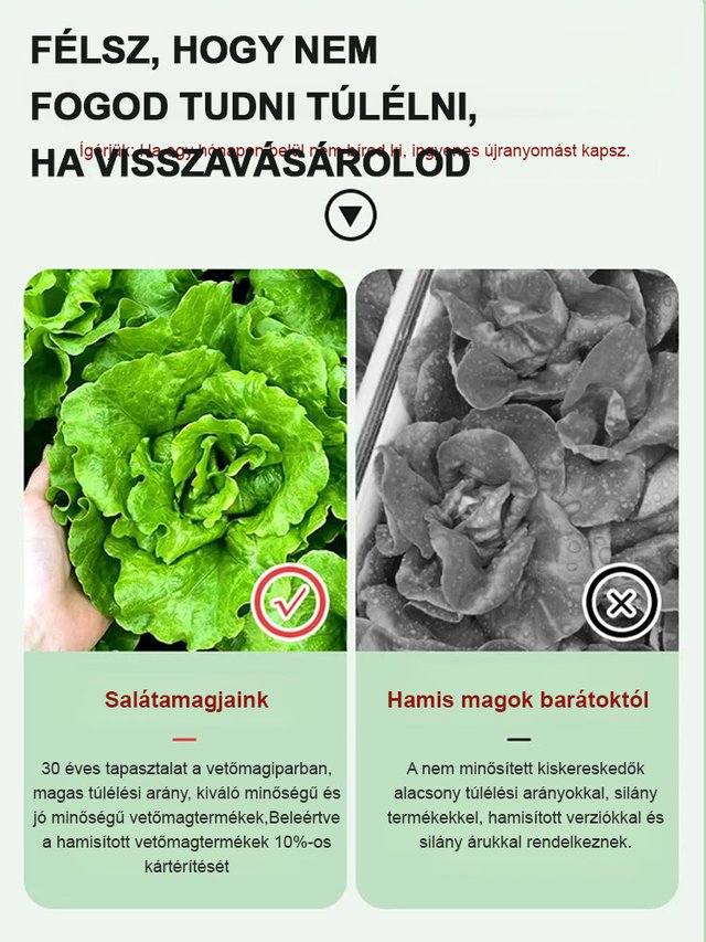 Négy évszak ültetése Olasz saláta magok