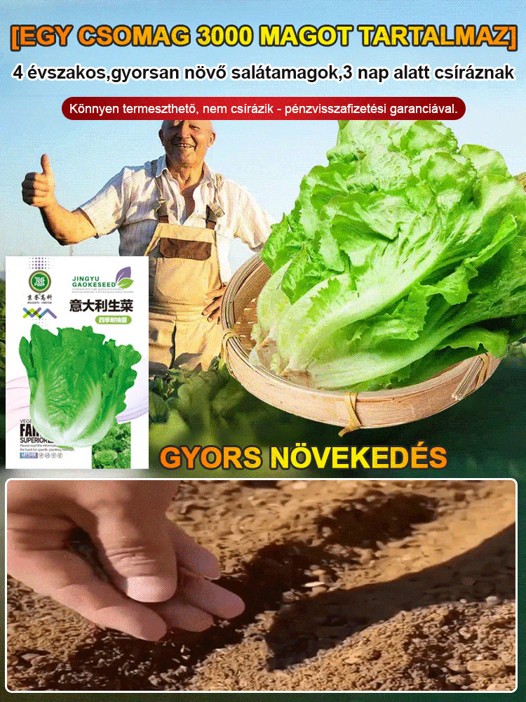 Négy évszak ültetése Olasz saláta magok