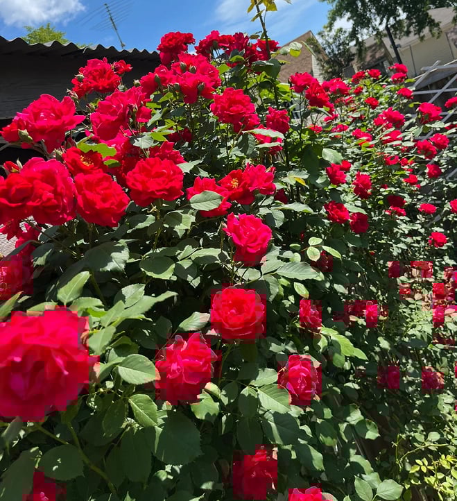 🌺 Hegymászó rózsamag