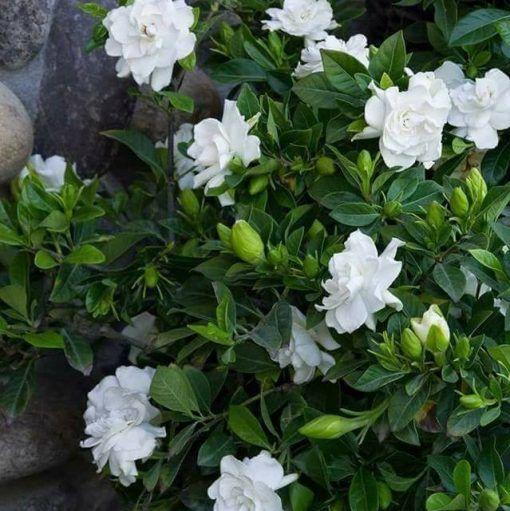 UTOLSÓ NAPOS AKCIÓ 35% KEDVEZMÉNY 🌸 Jázmin cserepes növény (🌱Túlélési garancia: Ingyenes pótlás🌿)