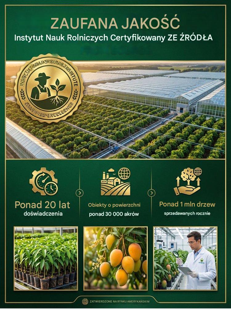 [1-2 évnyi eredmény] GMO-mentes törpe oltott mangó palánták